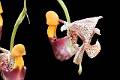 Coryanthes picturata * Diederick Antoni * 1000 x 667 * (99KB)