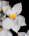Cuitlauzinia pulchella flor * 893 x 1134 * (120KB)