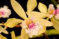 Encyclia ambigua flor * Eduardo Prez Garca * 998 x 664 * (98KB)