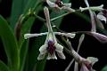 Epidendrum anisatum * 
Diederick Antoni * 1000 x 667 * (299KB)