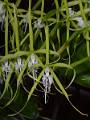Epidendrum ciliare * Guillermo Quiroga Brahms * 450 x 600 * (47KB)