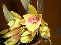 Epidendrum eximium * Jaime Ramrez * 964 x 720 * (143KB)