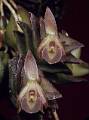 Epidendrum gonzalez-tamayoi * Federico Halbinger Mosig * 721 x 973 * (733KB)