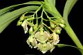 Epidendrum hueycantenangense * Gerardo Salazar Chvez * 709 x 471 * (353KB)
