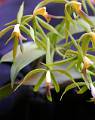 Epidendrum lancertinum * 777 x 983 * (105KB)
