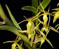 Epidendrum mixtum * Eduardo Prez Garca * 713 x 593 * (398KB)
