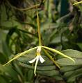 Epidendrum nocturnum * 
  Rodrigo Remolina
 * 938 x 956 * (158KB)