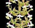 Epidendrum stamfordianum  * Benjamn Valencia Nieto * 709 x 567 * (392KB)