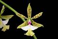 Epidendrum stamfordianum * Diederick Antoni * 1000 x 667 * (69KB)