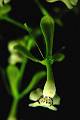 Epidendrum veroscriptum * 
  Rodrigo Remolina
 * 614 x 922 * (71KB)