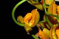 Gongora galeata f. aurea * Carlos Higashida Hirose * 1000 x 665 * (399KB)