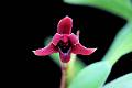 Maxillaria variabilis roja * Diederick Antoni * 1000 x 667 * (63KB)