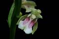 Oeceoclades maculata * 
Diederick Antoni * 1000 x 667 * (176KB)