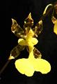 Oncidium unguiculatum * Oncidium unguiculatum

Nombre comn: No conocido.

Caractersticas distintivas: Planta epifita 
mediana, de unos 50 cm de alto, con pseudobulbos aplanados lateralmente y hasta tres hojas delgadas, largas y arqueadas. La inflorescencia, en una vara 
ramificada, se produce de la base del pseudobulbo ms reciente y puede alcanzar ms de 1 metro de largo, con varias decenas de flores amarillo limn con manchas 
cafs en spalos y ptalos. 

Hbitat: Bosques de encino-pino. 

Distribucin: Michoacn, Estado de Mxico, 
Morelos, Guerrero y Oaxaca, Mxico. Guatemala.Restricciones: Restricciones: Se le considera especie amenazada en la Norma Oficial Mexicana 
NOM-059-ECOL-2001, Proteccin ambiental. 

Cultivo: En macetas con fibra de Polypodium, 
corteza de pino o coco, que permita un adecuado drenaje. Riego dos a tres veces por semana, luz moderada (nunca sol directo), temperatura fresca a moderada, 
humedad ambiental moderada a alta y fertilizante foliar muy diluido (1 cucharadita por 4 litros de agua) cada 15 das. 

poca de floracin: Otoo.

Rodrigo Remolina
 * 676 x 985 * (102KB)