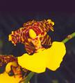 Rhynchostele londesboroughiana * Rhynchostele londesboroughiana  
  Nombre comn: Flor del tigre. 
  Caractersticas distintivas: Planta litfita mediana, de unos 40 cm de alto, con pseudobulbos lateralmente aplanados, unidos por un rizoma relativamente largo, lo que con el tiempo produce plantas largas y colgantes. Presenta dos hojas largas y flexibles, color verde claro, e inflorescencias laterales con atractivas flores amarillo brillante con manchas caf rojizo.  
  Hbitat: Paredes rocosas enmedio de selvas caducifolias.  
  Distribucin: Guerrero, Mxico. Endmica de Mxico. 
  Restricciones: Se le considera amenazada en la Norma Oficial Mexicana NOM-059-ECOL-2001, Proteccin ambiental. Es endmica de Mxico.  
  Cultivo: En macetas con tezontle grueso que permita un rpido drenaje. Riego dos a tres veces por semana, luz brillante (nunca sol directo), temperatura clida, humedad ambiental moderada a alta y fertilizante foliar muy diludo (1 cucharadita por 4 litros de agua) cada 15 das. Dejar descansar la planta reduciendo el riego entre noviembre y mayo, permitiendo que las hojas se sequen. Planta sumamente difcil de cultivar. 
  poca de floracin: Otoo. 
  Federico Halbinger Mosig * 850 x 943 * (86KB)