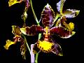 Rossioglossum hagsaterianum flor 2011 * Eduardo Alberto Prez Garca * 999 x 750 * (123KB)