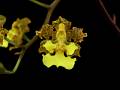 Trichocentrum pachyphyllum * 
Diederick Antoni * 1000 x 750 * (250KB)