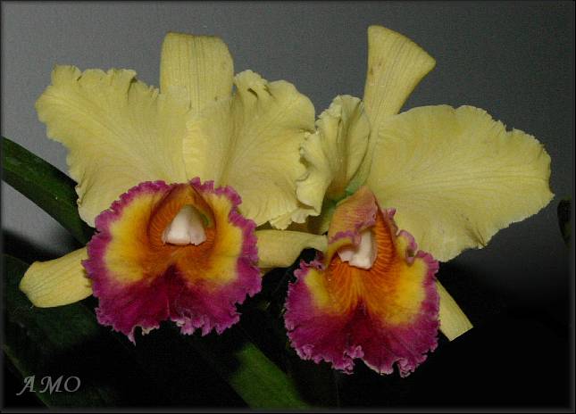 Orquídeas Hibrídas - Orquídeas Hibrídas - Cattleya hibrida amarilla