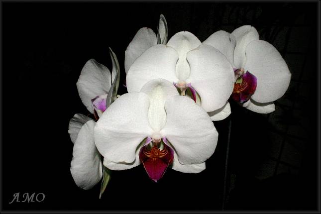 Orquídeas Hibrídas - Orquídeas Hibrídas - Phalaenopsis hibrido blanco-rojo