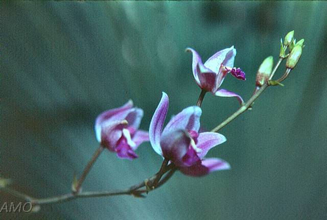 Orquídeas Mexicanas - Mexicanas - Bletia purpurea