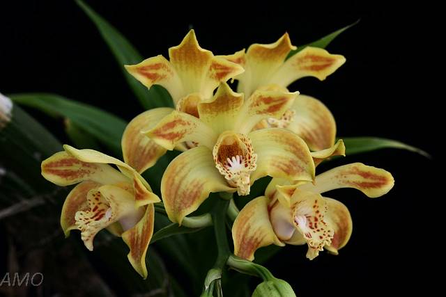 Orquídeas Mexicanas - Mexicanas - Chysis laevis