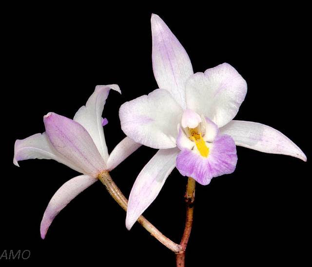 Orquídeas Mexicanas - Mexicanas - Laelia albida aquinada