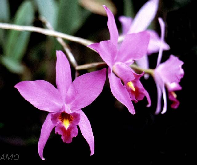 Orquídeas Mexicanas - Mexicanas - Laelia anceps