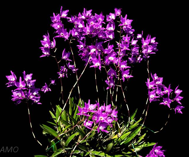 Orquídeas Mexicanas - Mexicanas - Laelia_gouldiana