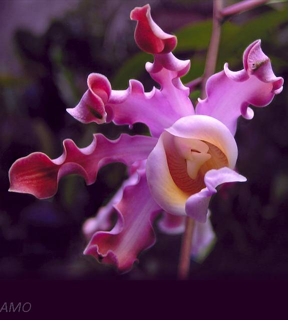 Orquídeas Mexicanas - Mexicanas - Myrmecophila tibicinis