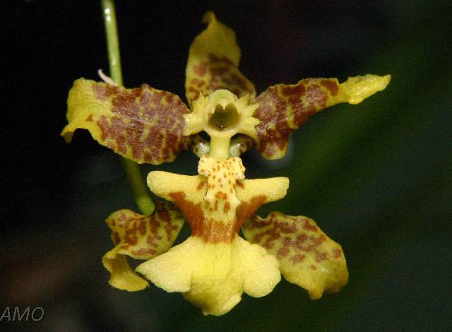 Orquídeas Mexicanas - Mexicanas - Oncidium sphacelatum
