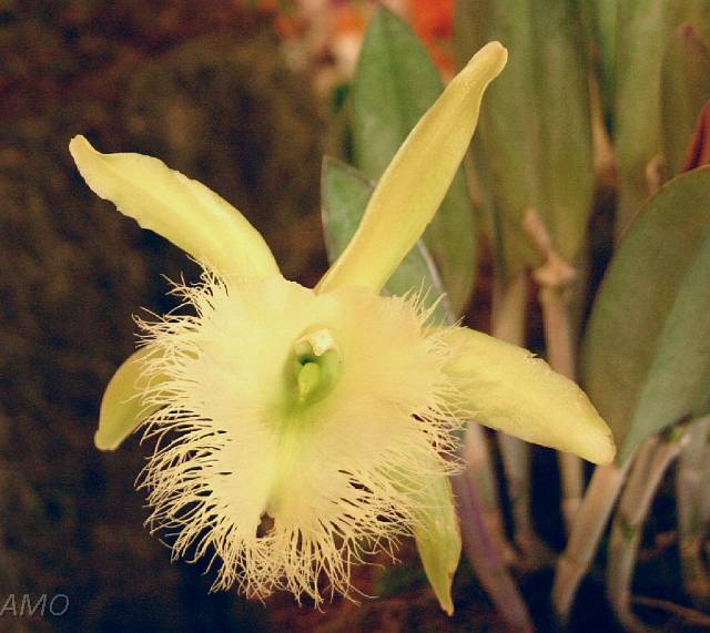 Orquídeas Mexicanas - Mexicanas - Rhyncholaelia digbyana