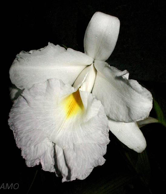 Orquídeas Mexicanas - Mexicanas - Sobralia macrantha alba